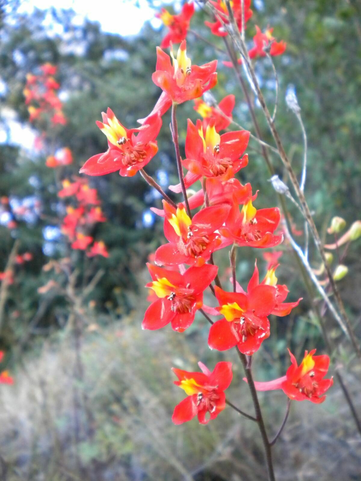 High Resolution Delphinium cardinale Flower